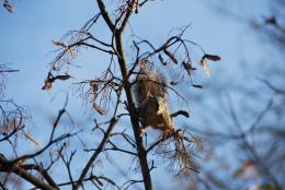 Tree rodent